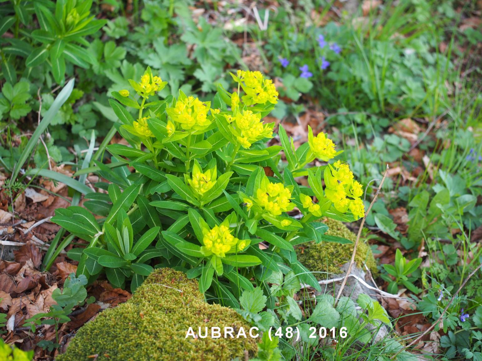 Spurge, Irish